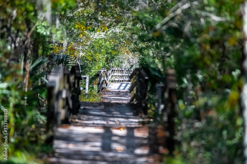 wooden bridge in the bayou