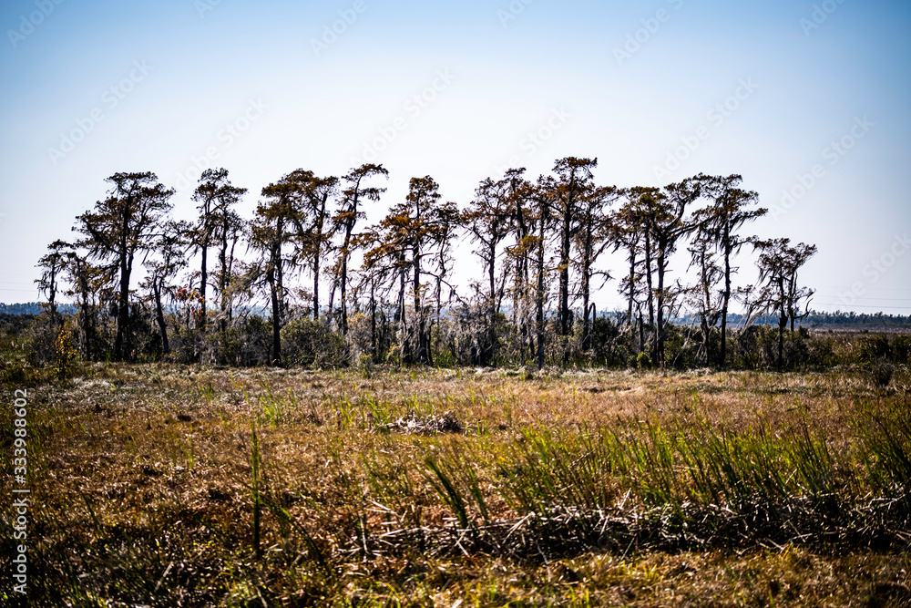bayou landscape
