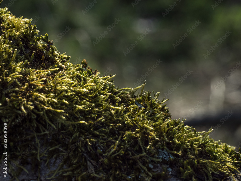 CLOSE UP OF MOSS ON OLD LOG CLOSE UP OF MOSS ON OLD LOG