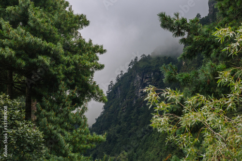 Beautiful mountains and forest, himalayas