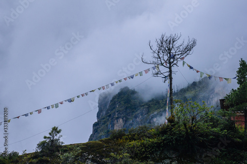 Lonely tree in misty mountains