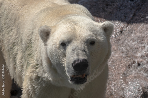 polar bear in the zoo