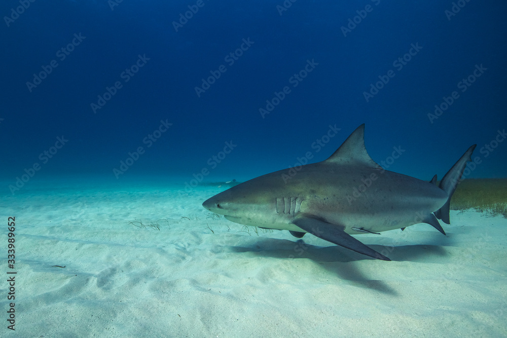 Fototapeta premium Bull shark in its natural habitat.