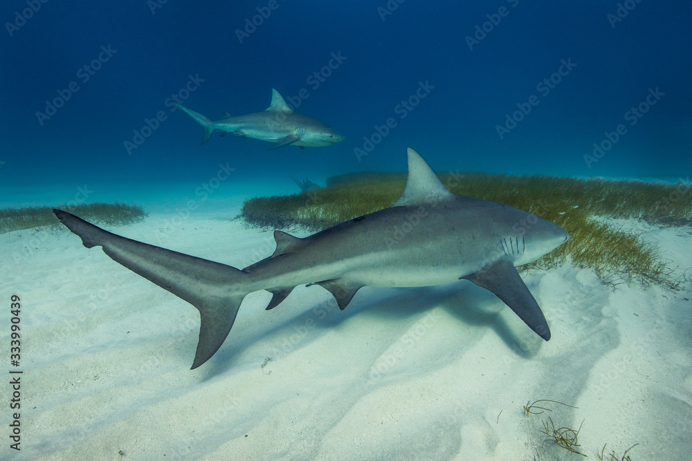 Fototapeta premium A bull shark and a lemon shark in their natural habitat.