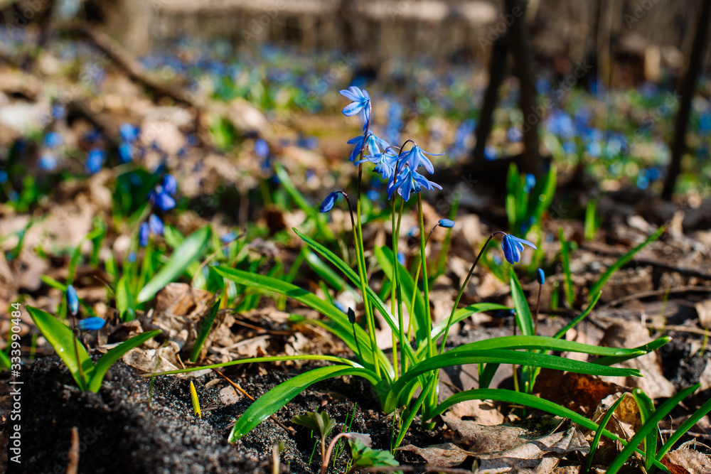 Fototapeta premium Snowdrop or ordinary snowdrops (Galanthus nivalis) flowers that are confused with a bluebell or spillway or scilla