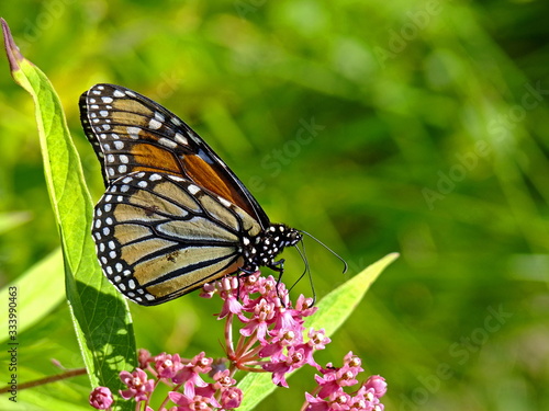 Monarch Butterfly © Bill