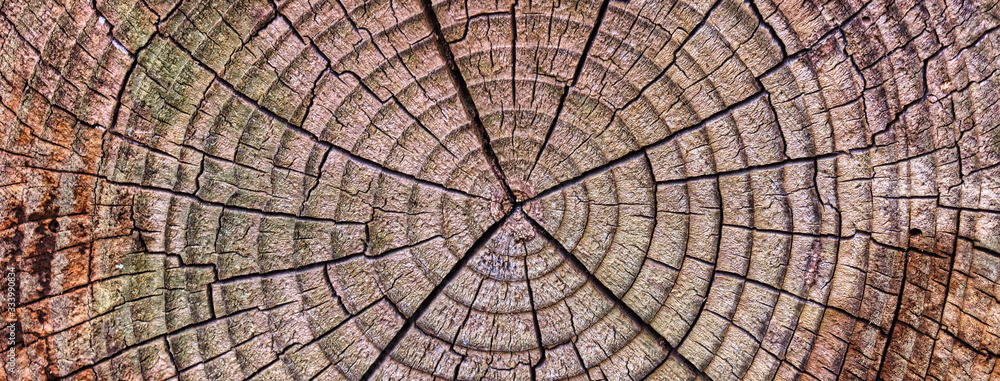 Fototapeta premium Old Wood Tree Rings worn texture, weathered section of wood with cracked rings and amazing detailed textured natural web banner background