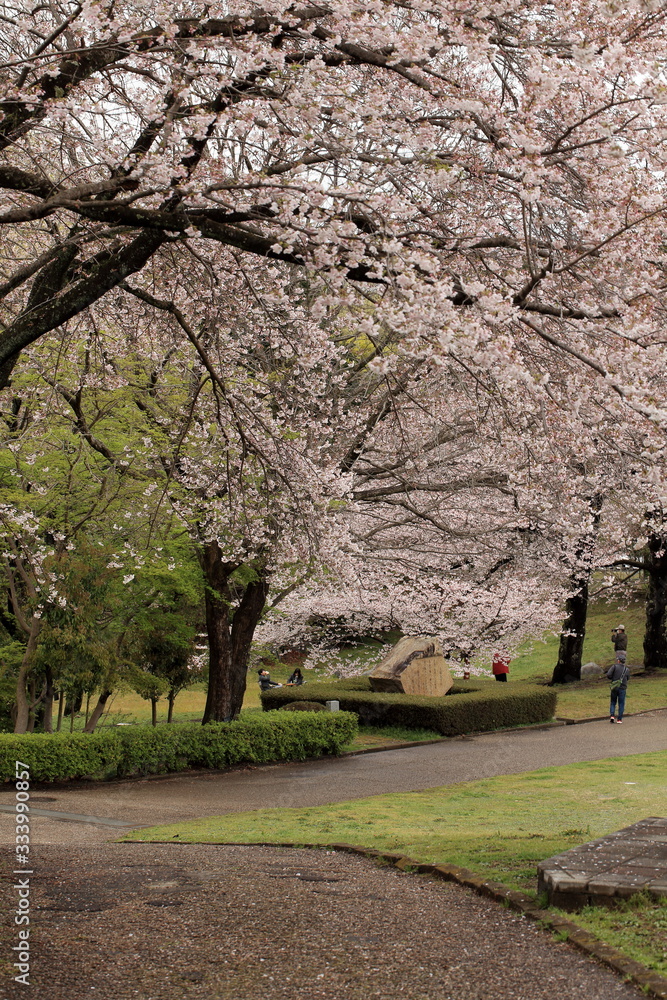 Cherry blossoms bloom in spring