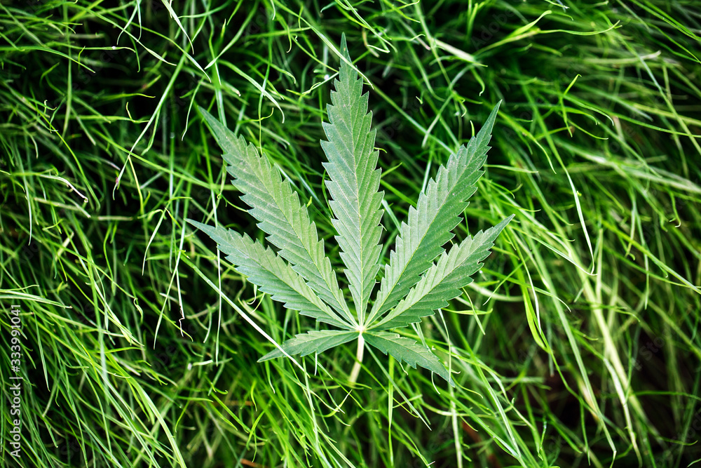 Marijuana leaf, cannabis on a green background of the grass ground indoor cultivation Marijuana leaf, cannabis on a green background of the grass ground indoor cultivation