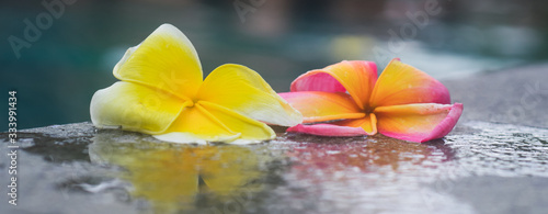 flores caidas al borde de la piscina con reflejo , mojadas photo
