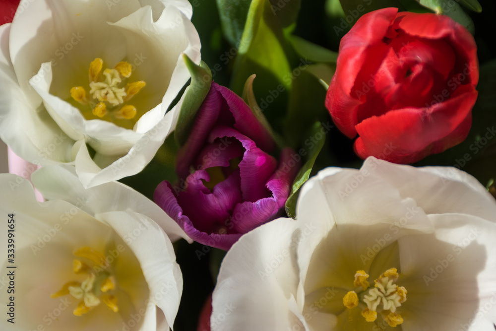 Spring floral arrangement. Bouquet of white, red and purple tulips Spring floral arrangement. Bouquet of white, red and purple tulips