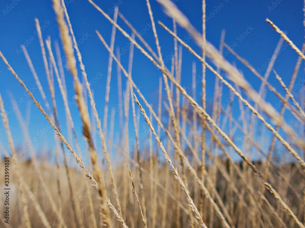 Fototapeta premium trockenes Gras vor blauem Himmel