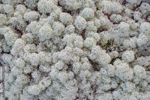 Reindeer moss. Silvery natu...