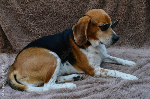 .beagle dog with sunglasses