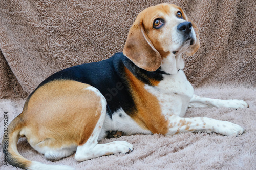 beagle dog lying on a brown blanket
