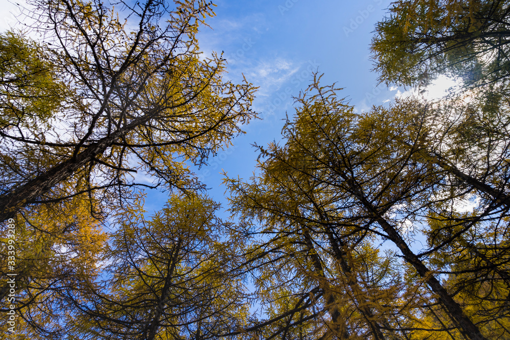Obraz premium Pine Forest Nature Landscape in autumn. yellow and green pine in the mountains of Yading, China
