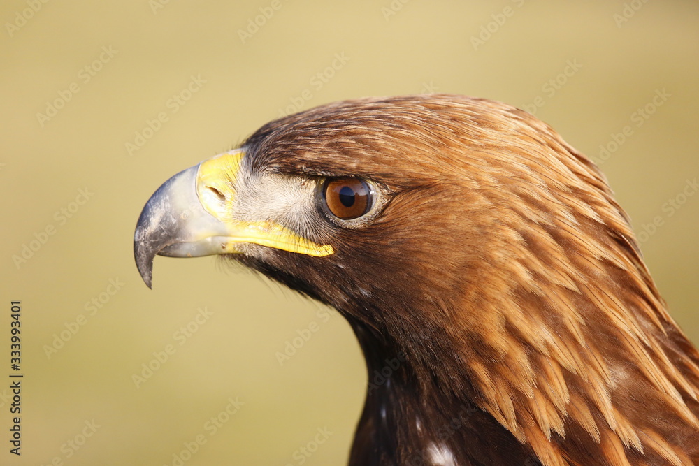 Naklejka premium Golden Eagle Headshot