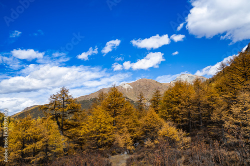 Pine Forest Nature Landscape in autumn. yellow and green pine in the mountains of Yading, China