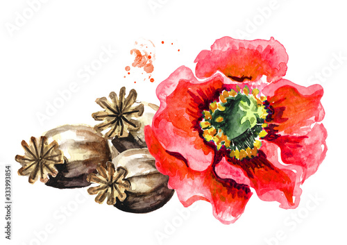 Red poppy flower and Dry heads. Hand drawn watercolor illustration,  isolated on white background