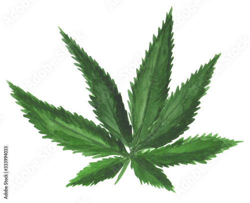 Cannabis leaf watercolor paintings on white background.
