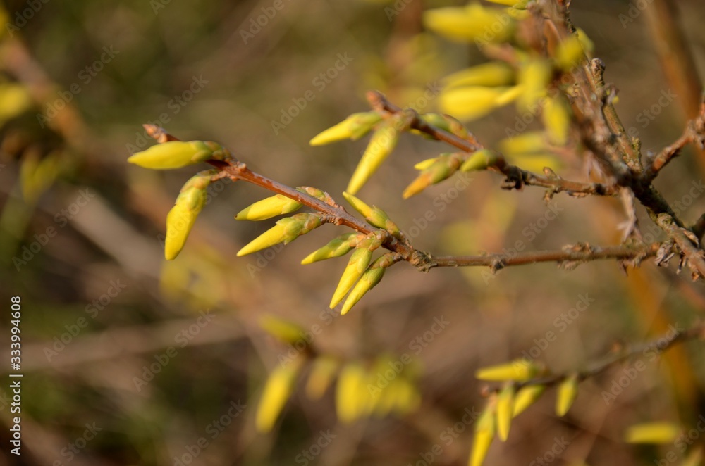 close up of branches with buds and blossoms of yellow forsythia growing on the ground on a sunny spring day on brown background. copy space close up of branches with buds and blossoms of yellow forsythia growing on the ground on a sunny spring day on brown background. copy space