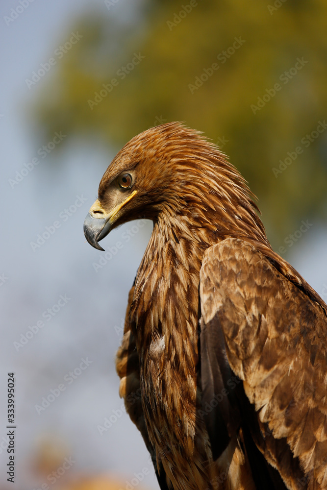 Obraz premium Golden Eagle Headshot