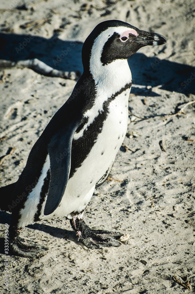 Obraz premium penguin on the beach