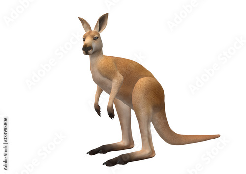 Känguru, 3D Illustration