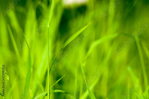 Spring or summer natural abstract background with grass in the garden