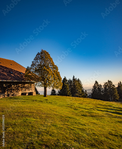 Tree on a Swiss mountain
