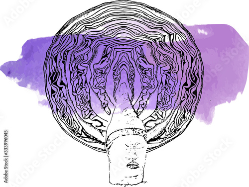 Red cabbage sketch drawing