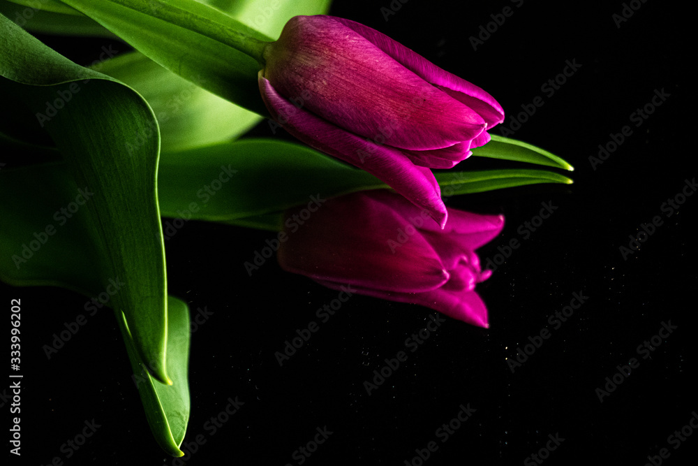 Fototapeta premium Purple Tulip with leaf reflected on a black mirror