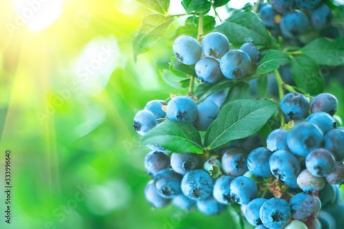 Blueberry. Fresh and ripe organic Blueberries plant growing in a garden. Diet, dieting, healthy vegan food. Blue berry hanging on a branch. Bio, organic healthy food. Agriculture. 