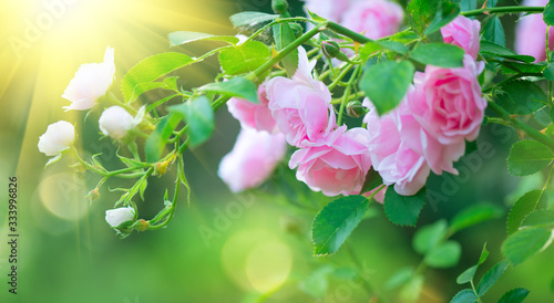 Fototapeta Naklejka Na Ścianę i Meble -  Beautiful pink Rose blooming in summer garden. Roses flowers growing outdoors, nature, blossoming flower art design background. Easter holiday rose bud close-up. Nature, Gardening concept