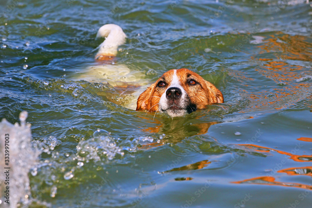 happy jack russell terrier swims ashore with a river behind a duck, natural background happy jack russell terrier swims ashore with a river behind a duck, natural background