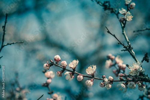 Beautiful floral spring abstract background of nature. Branches of blossoming apricot macro with soft focus on gentle light blue sky or tree background. For easter and spring greeting cards.
