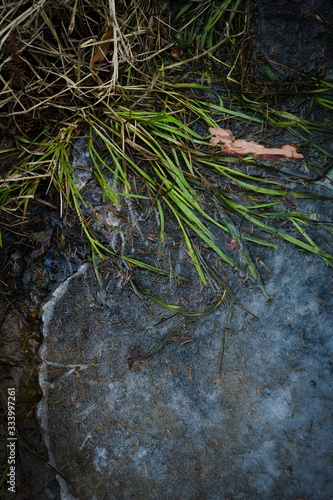grass in the ice 