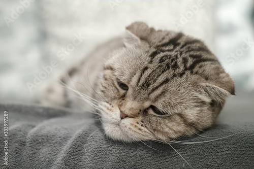 Beautiful Scottish Fold cat is depressed, she lies on a soft sofa with a very sad, thoughtful look.