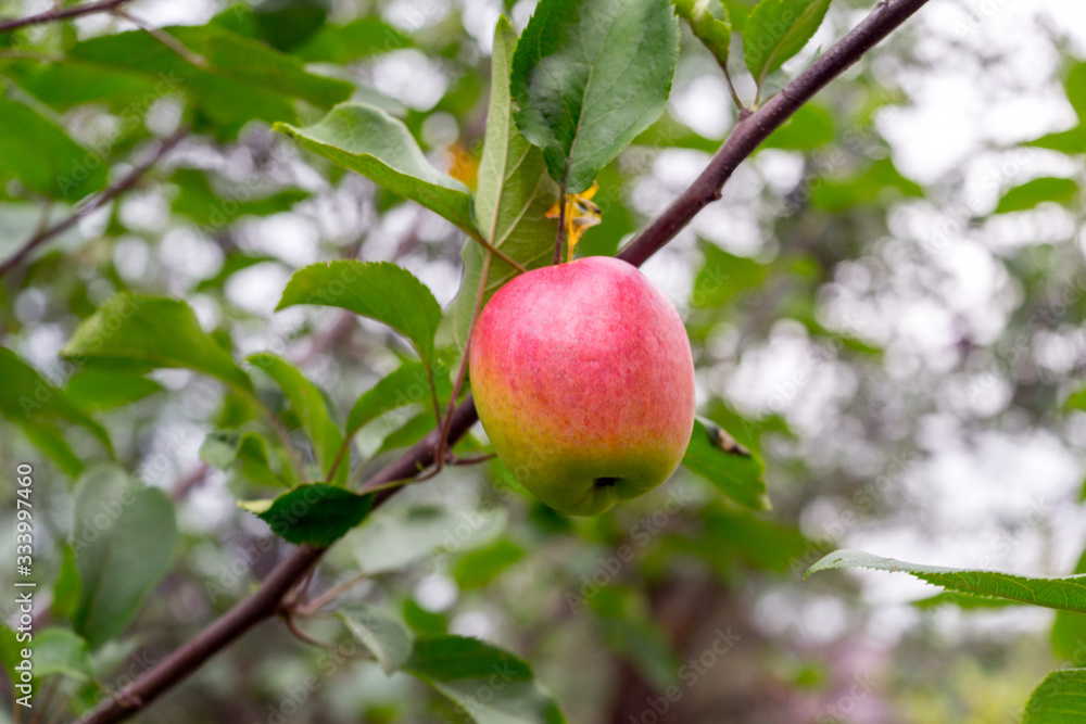 Ripe red Apple on tree branch in green foliage. Apple of temptation. Symbol of sin Ripe red Apple on tree branch in green foliage. Apple of temptation. Symbol of sin