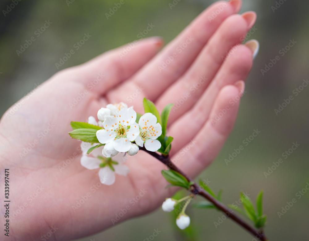 The first flowers on fruit trees in gentle, female hands The first flowers on fruit trees in gentle, female hands