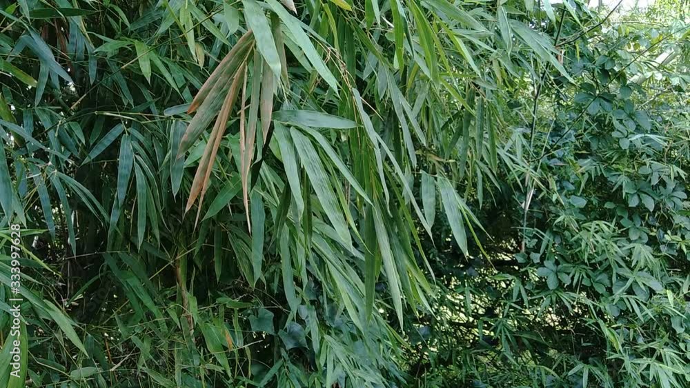 close up green bamboo leaves in the nature close up green bamboo leaves in the nature