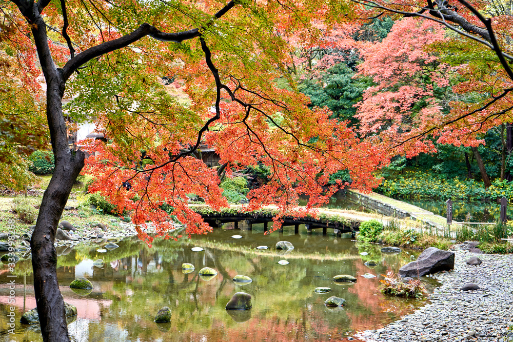 Red maple leaves are reflecting on the water Red maple leaves are reflecting on the water