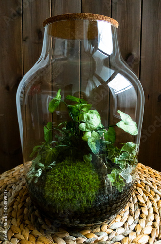 Small decoration plants in a glass bottle garden terrarium bottle  forest in a jar. Terrarium jar with piece of forest with self ecosystem. Save the earth concept. Bonsai  set of terrariums  jars