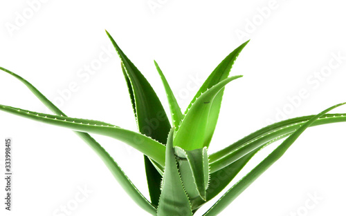 Aloe vera plant isolated on white background. Aloe vera is a succulent plant species of the genus Aloe. It is cultivated for agricultural and medicinal uses