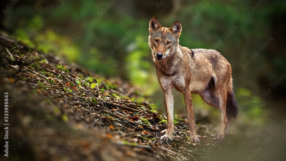 Alert Eurasian wolf, canis lupus, facing camera in summer forest from front view with copy space. Interested gray mammal predator listening on hillside in nature. Animal wildlife in wilderness.