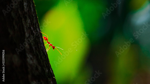 red ant on branch in nature green background, Life cycle