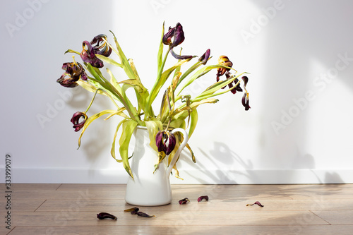 wilted tulips in a white jug on a wooden floor against a white wall
