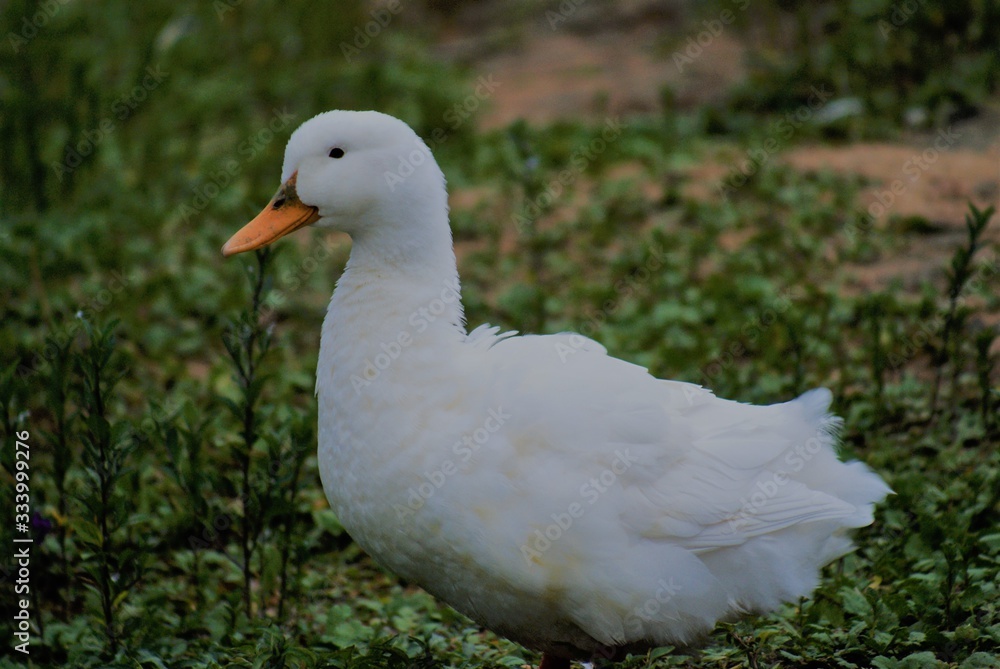 Ducks/white ducks with orange becks/beautiful white ducks/white ducks