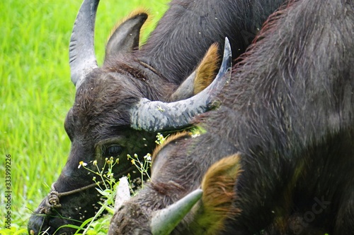 water buffalo an a green meadow