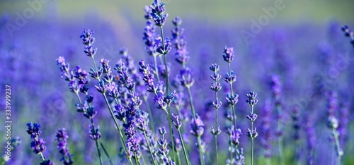 Banner. Lavender Field in the summer. Aromatherapy. Nature Cosmetics.